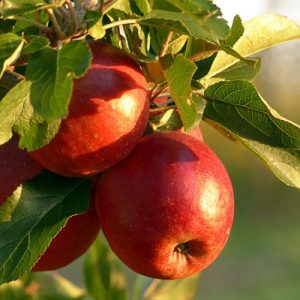 apples, fruit, nutrition, fiber, vitamins, minerals, healthy, diet, weight loss, brain function, antioxidants, cancer prevention